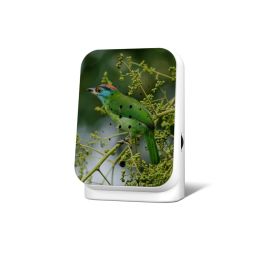 junglebox-limited-edition-blue-throated-barbet